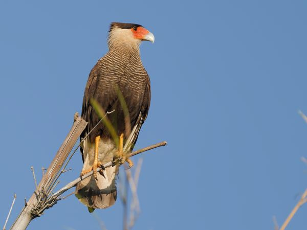 Kuifcaracara (Caracara plancus)